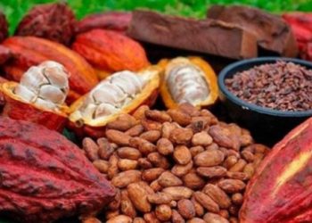 Cacao : Abidjan et Accra unissent leurs forces contre le Swollen Shoot