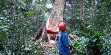 Gabon : inventaire national des stocks de kevazingo lancé