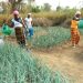 Nigéria : 61 millions $ de la BAD pour financer les entreprises féminines