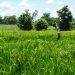 Niger : la BAD accorde 180 millions $ aux jeunes agripreneurs