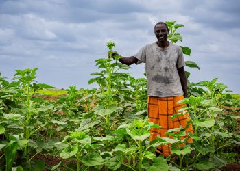 Somalie : 11,8 millions $ pour l’agriculture résiliente