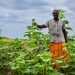Somalie : 11,8 millions $ pour l’agriculture résiliente