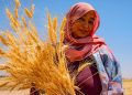 Soudan : la BAD et le PAM lancent le projet BOOST agricole