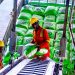 AFC : 600 millions $ pour l’expansion de Dangote Fertilizer