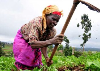 FAGACE et AFRACA s’allient pour financer l’agriculture africaine