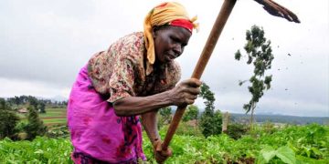 FAGACE et AFRACA s’allient pour financer l’agriculture africaine