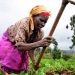 FAGACE et AFRACA s’allient pour financer l’agriculture africaine