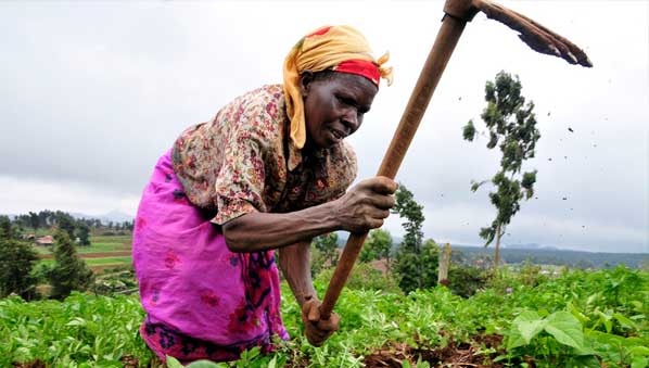 FAGACE et AFRACA s’allient pour financer l’agriculture africaine
