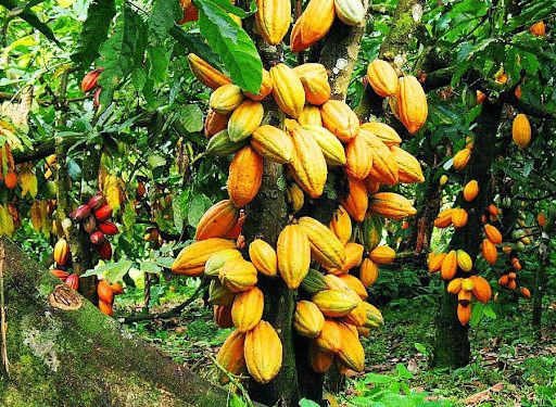 Cameroun : le cacao atteint un record de 2 600 FCFA le kilo