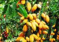 Cameroun : le cacao atteint un record de 2 600 FCFA le kilo