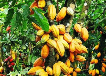 Cameroun : le cacao atteint un record de 2 600 FCFA le kilo
