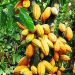 Cameroun : le cacao atteint un record de 2 600 FCFA le kilo