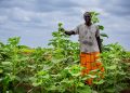 Éthiopie : l’agriculture régénératrice booste les rendements