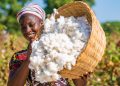 Coton : le Bénin, 1er producteur de la zone CFA