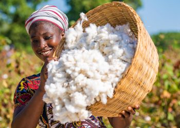 Coton : le Bénin, 1er producteur de la zone CFA