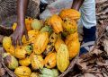 Côte d’Ivoire : le prix du cacao chute à 1 200 FCFA pour 2026-2027