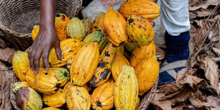 Côte d’Ivoire : le prix du cacao chute à 1 200 FCFA pour 2026-2027