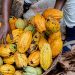 Côte d’Ivoire : le prix du cacao chute à 1 200 FCFA pour 2026-2027