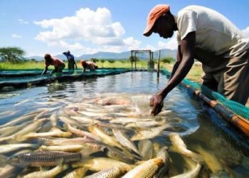 Cameroun : le PROFIP valide son plan 2027 pour accélérer la production piscicole