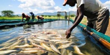 Cameroun : le PROFIP valide son plan 2027 pour accélérer la production piscicole