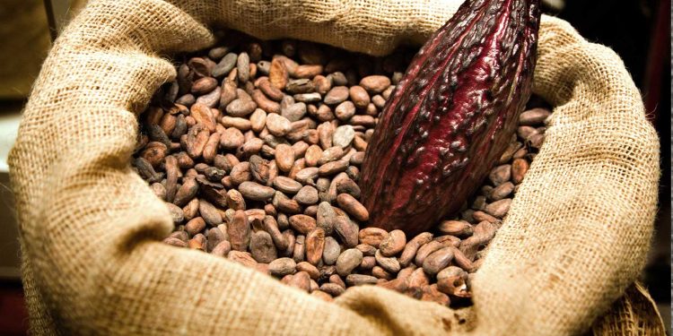 Cacao : le prix CAF atteint 3 654 FCFA le kilo au Cameroun