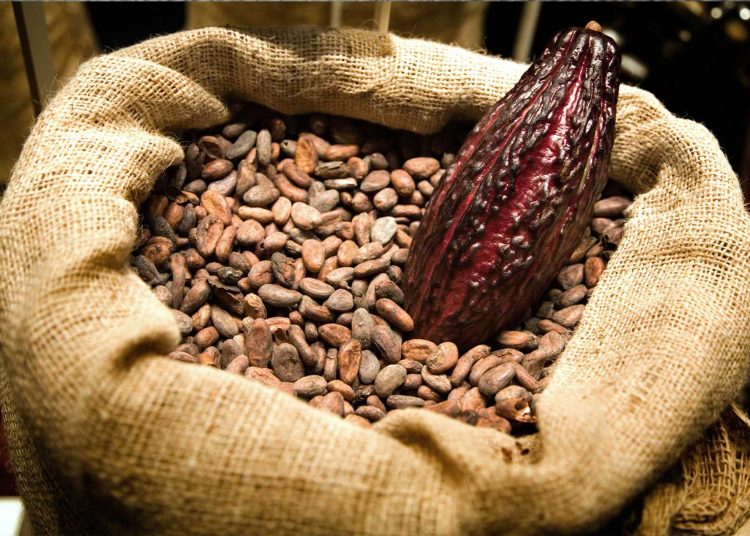 Cacao : le prix CAF atteint 3 654 FCFA le kilo au Cameroun