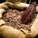 Cacao : le prix CAF atteint 3 654 FCFA le kilo au Cameroun