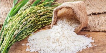 Éthiopie : le Japon finance la mécanisation de la filière riz