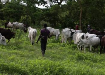 Togo – Burkina Faso : un dispositif commun pour tracer le bétail aux frontières