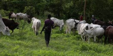 Togo – Burkina Faso : un dispositif commun pour tracer le bétail aux frontières